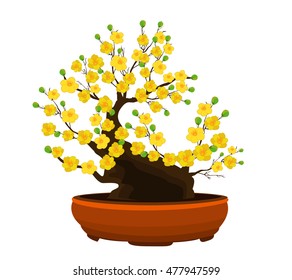 Yellow Apricot Flower, traditional lunar new year in Vietnam