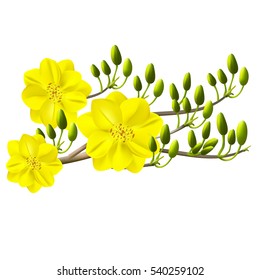 Yellow Apricot Flower, traditional lunar new year in Vietnam