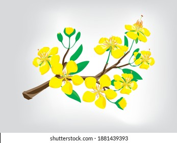 Yellow apricot flowers. typical flower of lunar new year of southern Vietnam