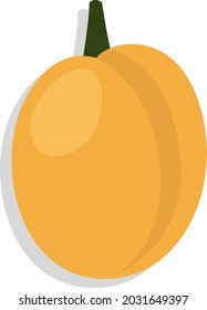 Yellow apricot, illustration vector, on a white background.