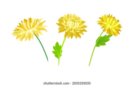 Yellow aster flowers set. Blooming chrysanthemum flower, floral design elements for decoration of invitation, greeting card vector illustration