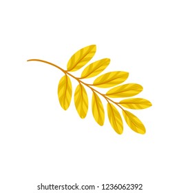 Yellow autumn aronia leaf vector Illustration on a white background