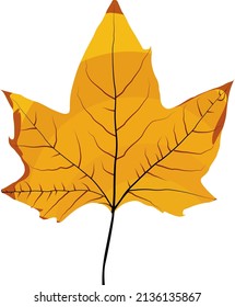 Yellow autumn leaf, illustration, vector on a white background.