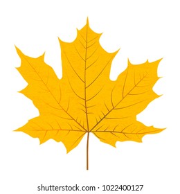 Yellow autumn leaf isolated on white background