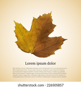 Yellow autumn leaf. Traced vector illustration.