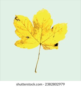 Yellow autumn leaves. Vector, eps