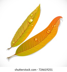Yellow autumn long narrow willow leaves isolated on a white background