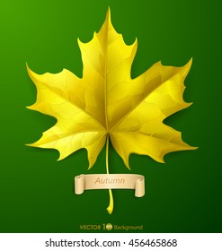 Yellow autumn maple leaf. Vector eps 10.