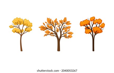 Gelbe Herbstbäume. Herbstbaum für Garten-, Park- und Waldlandschaft, Vektorgrafik