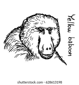 yellow baboon - vector illustration sketch hand drawn with black lines, isolated on white background