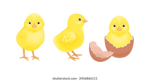 Yellow baby chicken. Set of vector cartoon  illustration of cute birds hatched from egg. 