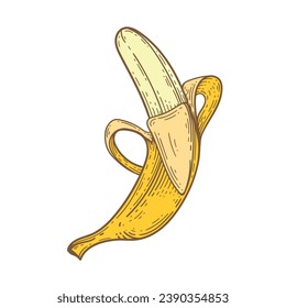 Yellow banana, drawing. Exotic and tropical fruit engraved drawings .Vector illustration.