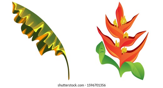 Yellow Banana Leaf. Orange Heliconia. Vector illustration. Isolated illustration element. Floral botanical flower. Wild leaf wildflower isolated. Exotic tropical hawaiian jungle.