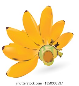 Yellow banana vector white background