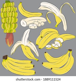 Yellow bananas set. Whole, peeled, banana slices. Branch with bananas and a flower. Vector.