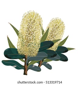 Yellow Banksia Vector Illustration