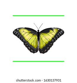 yellow beautiful butterfly image vector