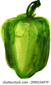 Yellow bell pepper. Hand drawn watercolor painting on white background, vector illustration.