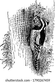 Yellow Bellied Woodpecker is a medium sized woodpecker with red coloured head and brownish body, vintage line drawing or engraving illustration.