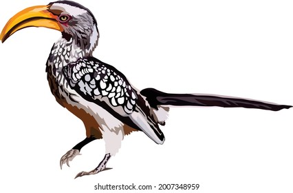 Yellow Billed Hornbill in the Kruger National Park South Africa
