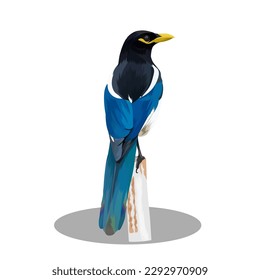 yellow billed magpie bird vector