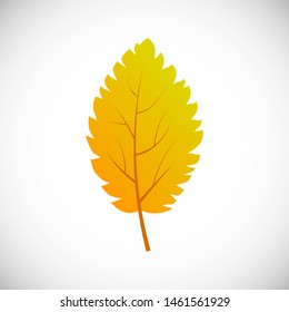 Yellow birch tree leaf. Autumn leaf of a tree on a white background. Vector illustration