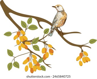  a yellow bird and loquat tree