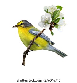 yellow bird on a branch of cherry blossoms