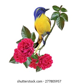 yellow bird on a branch of a red rose