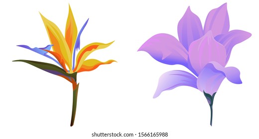 Yellow bird of paradise Strelitzia. Purple Magnolia. Vector illustration. Isolated illustration element. Floral botanical flower. Wild leaf wildflower isolated. Exotic tropical hawaiian jungle.