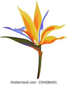 Yellow bird of paradise Strelitzia. Vector illustration. Isolated illustration element. Floral botanical flower. Wild leaf wildflower isolated. Exotic tropical hawaiian jungle.