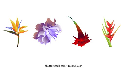 Yellow bird of paradise Strelitzia. Violet Clematis. Red Hibiscus. Red Heliconia Bihai. Vector illustration. Isolated illustration element. Floral botanical flower. Wild leaf wildflower isolated.