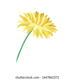 Yellow blooming flower. Vector illustration on white background.