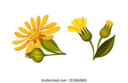 Yellow blooming Jerusalem artichoke flowers. Sunroot, sunchoke or topinambour plant cartoon vector illustration