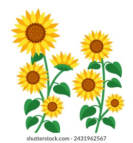 Girasoles amarillos en flor. Girasoles en plena floración. Ilustración de vector