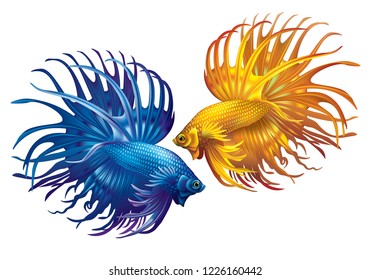 Yellow and blue siamese fighting fish on a white background (Betta splendens)