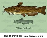 Yellow Bullhead. Vector illustration with refined details and optimized stroke that allows the image to be used in small sizes (in packaging design, decoration, educational graphics, etc.)