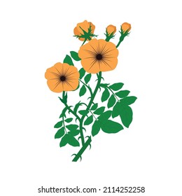 yellow Buttercup flower - name in Latin is Ranunculus acris