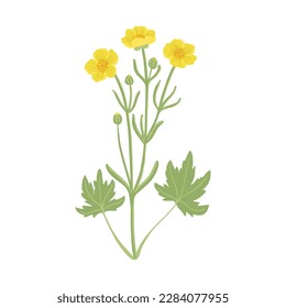 gelbe Butterschalen, Feldblumen, Vektorgrafik von Wildpflanzen auf weißem Hintergrund, Blumenelemente, handgezeichnet botanische Illustration