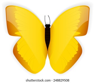 Yellow butterfly