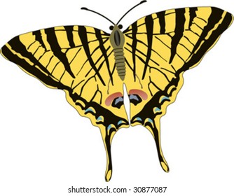 yellow butterfly