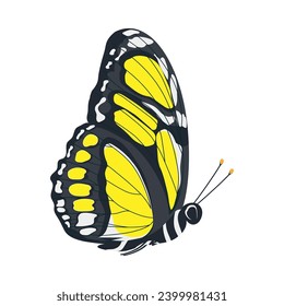 yellow butterfly with black contour of wings isolated on white background, vector illustration of tropical insect