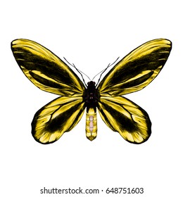 yellow butterfly with a black pattern on the wings of the symmetric top view sketch vector graphics color picture