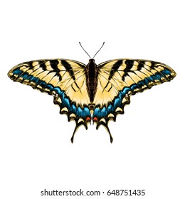 yellow butterfly with blue pattern on the wings of the symmetric top view sketch vector graphics color picture