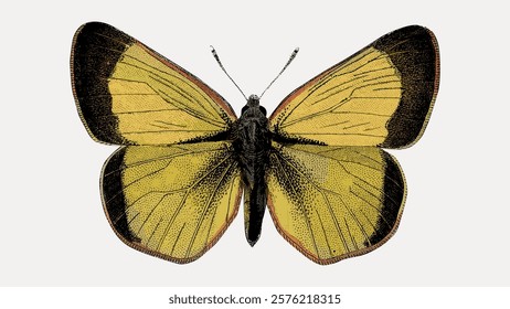 Yellow butterfly illustration isolated on white, vector. Vintage butterfly illustration, hand drawn art element. Drawing of butterfly, insect vector.