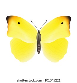 Yellow Butterfly, Isolated On White Background, Vector Illustration