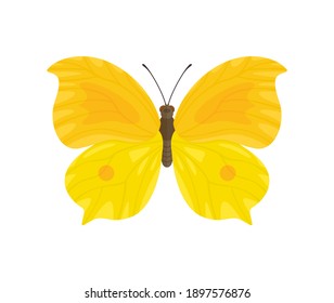 Yellow butterfly isolated on white background. Vector illustration of a beautiful insect in cartoon flat style.