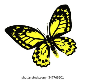 Yellow butterfly, isolated on white background