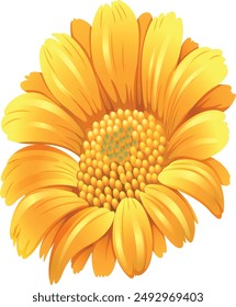 Flor de caléndula aislada en fondo blanco
