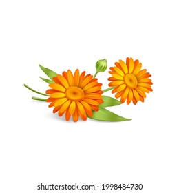 Flor de caléndula amarilla sobre fondo blanco. Ilustración del vector 